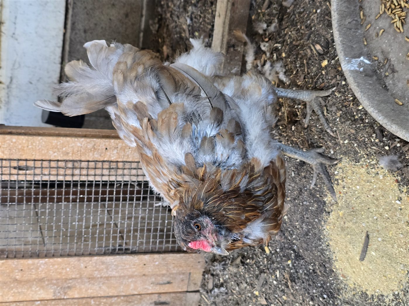 Goldie molting